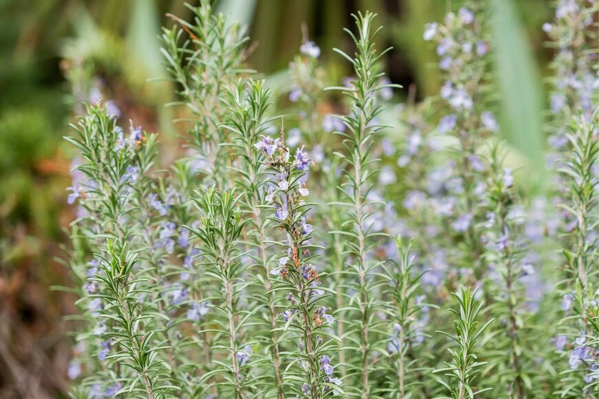 Konstantin Aksenov/istockphoto.com