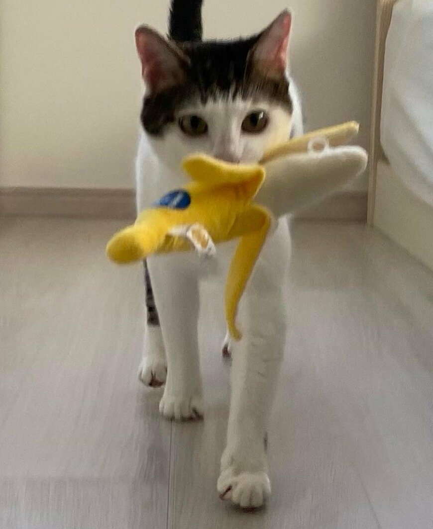 出所：@Saeroyi_cat