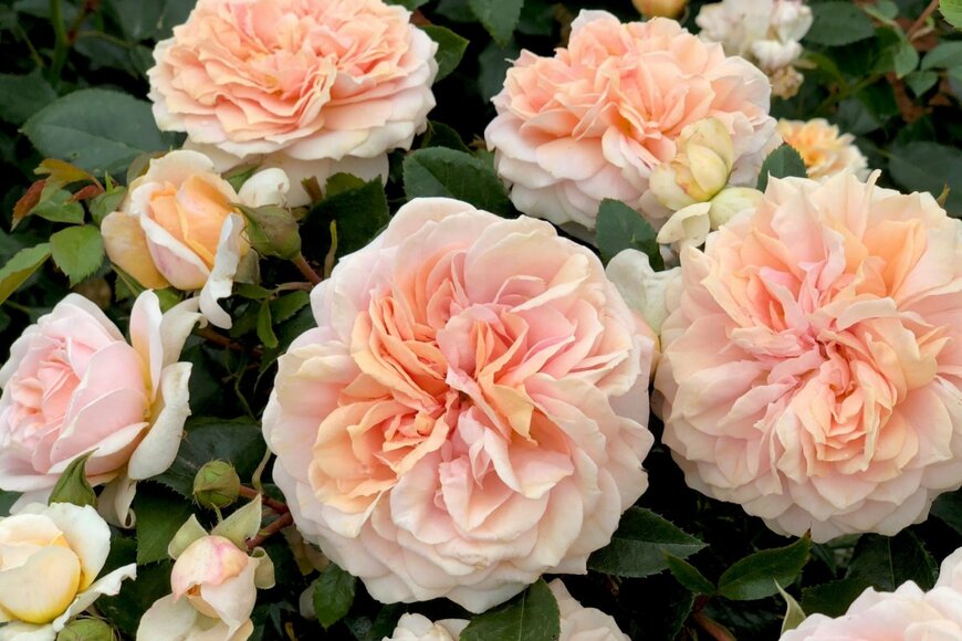 Gary Matuschka/shutterstock.com