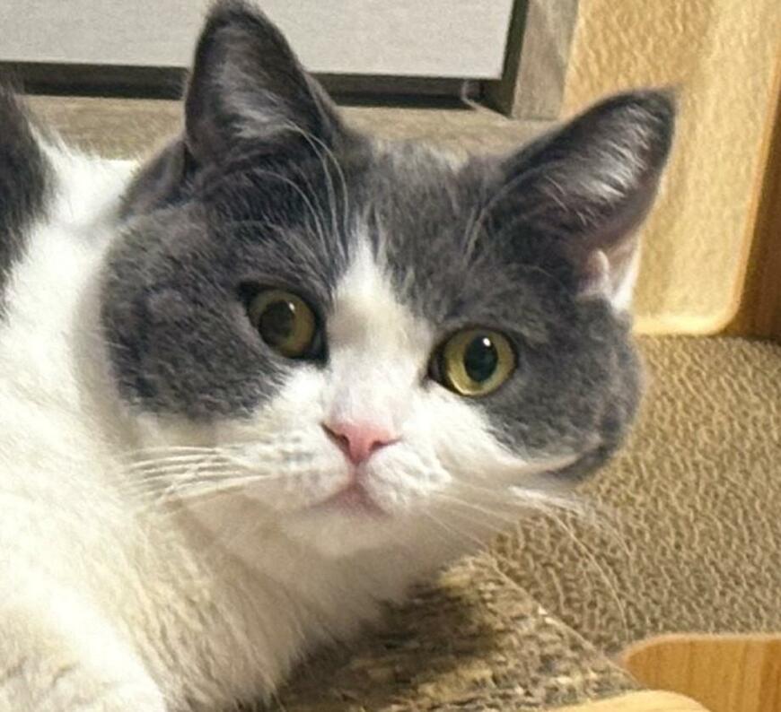 出所：@omochiomoching