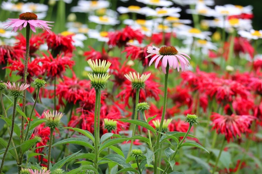 meunierd/shutterstock.com