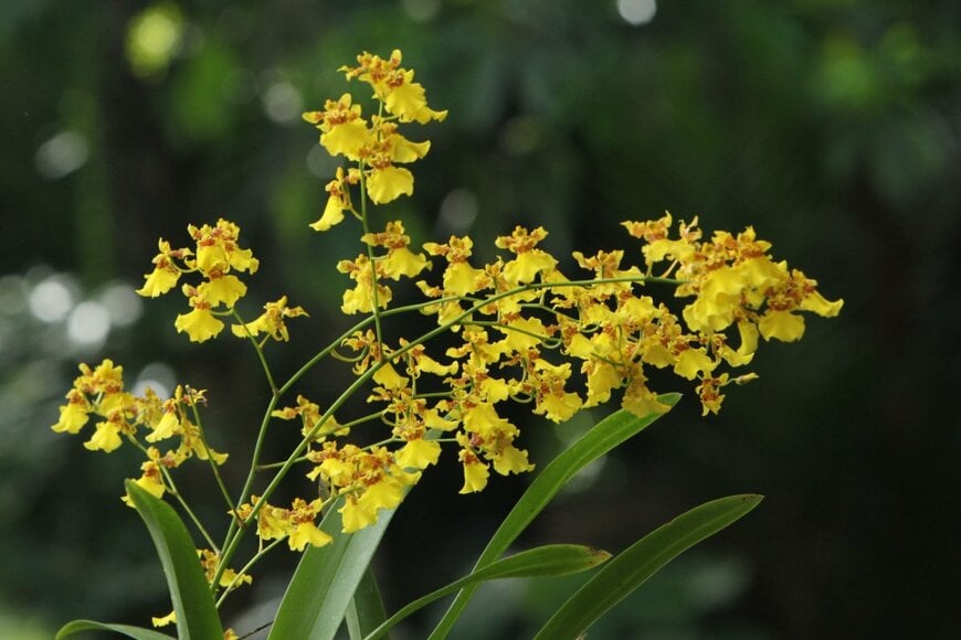 Emmy Liana Dewi/shutterstock.com