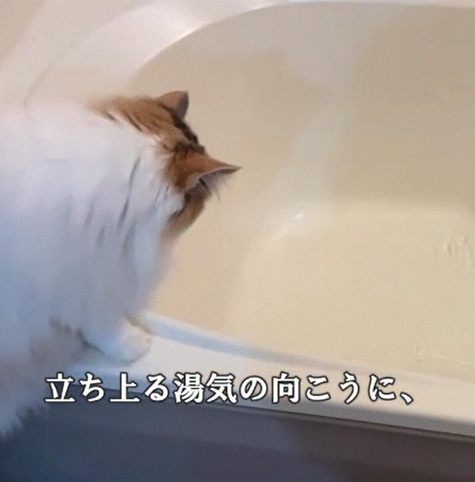 お風呂のフチに佇む猫 水面を見つめて…→まさかの結末に笑ってしまう