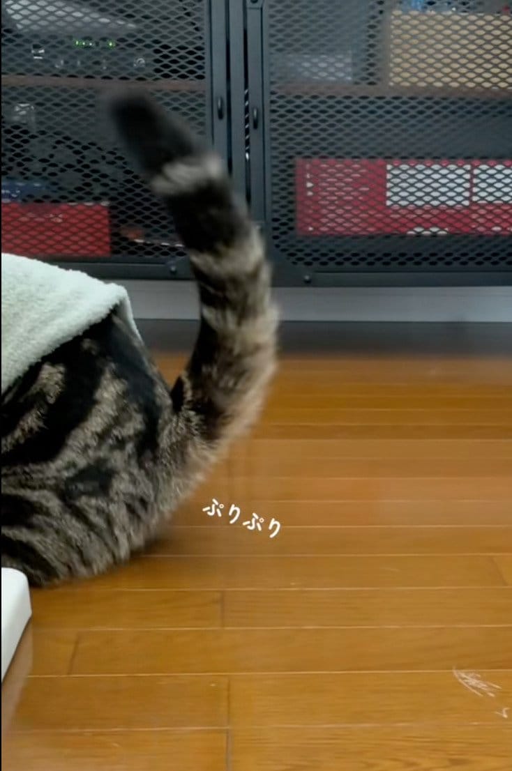 出所：@kotora1124