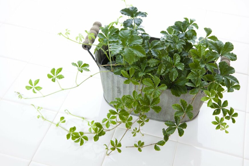 KPG-Payless/shutterstock.com