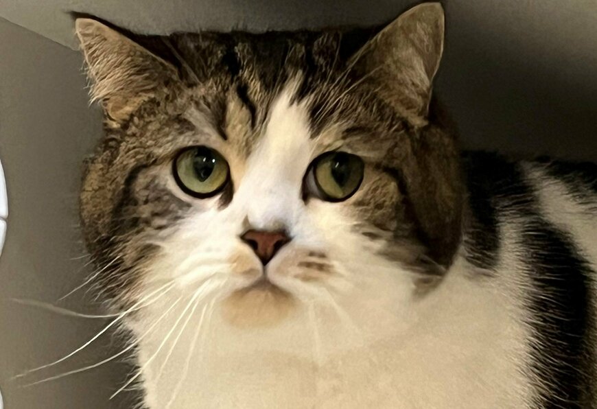 出所：@torotolo106106