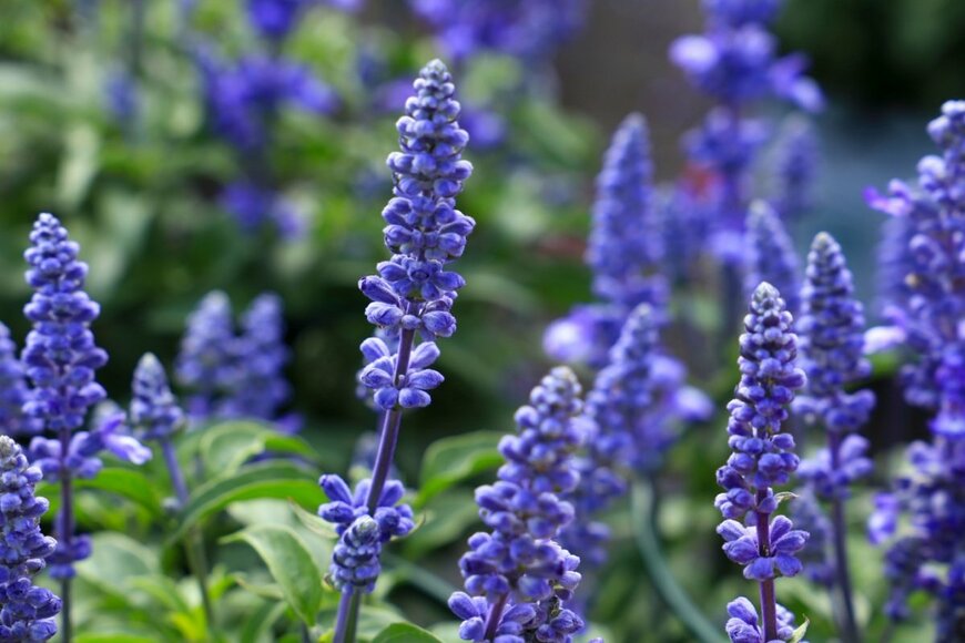 Sonia Bonet/shutterstock.com