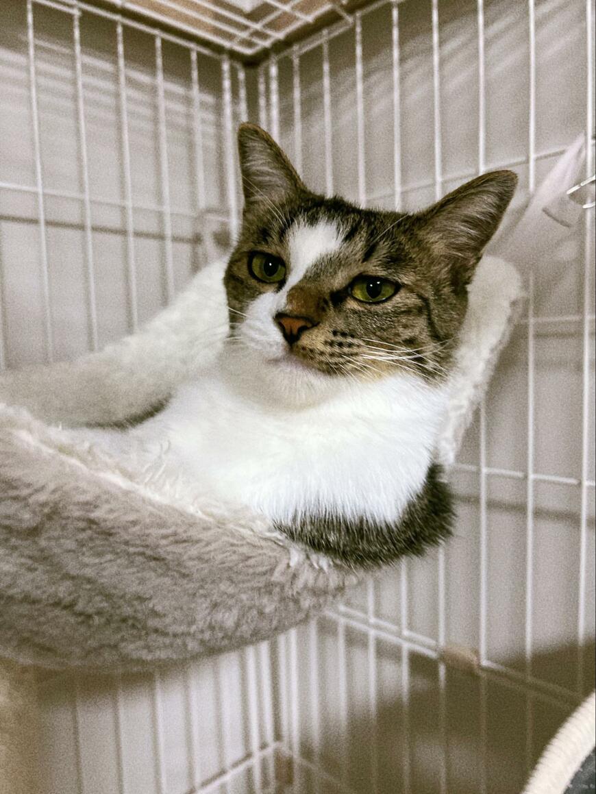 出所：@nekokawaii1214