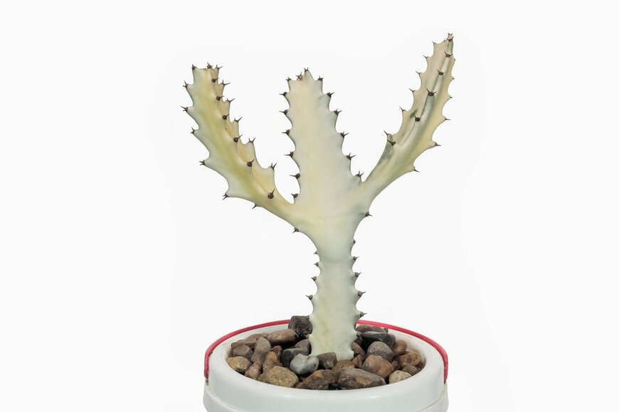 Yuttana Joe/shutterstock.com