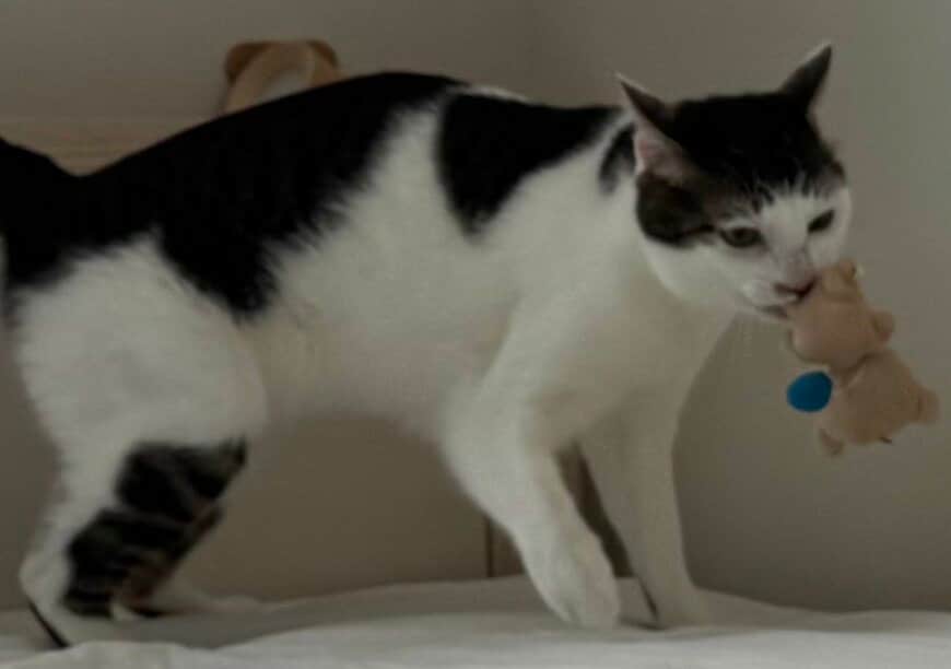 出所：@Saeroyi_cat