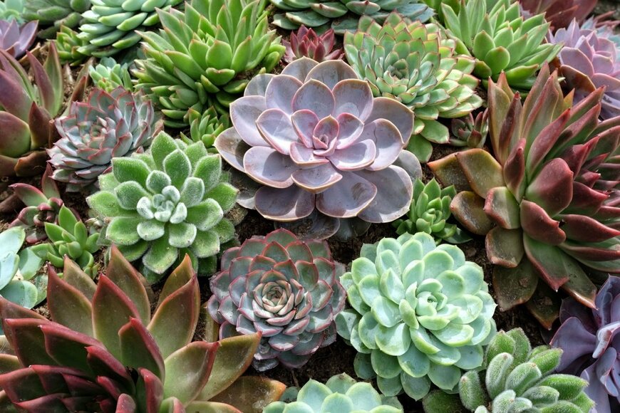 Alex Manders/shutterstock.com