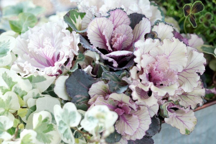 8kkaame/shutterstock.com