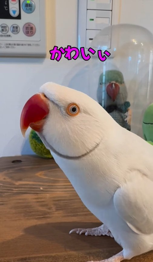 出所：@zundamame_cockatiel