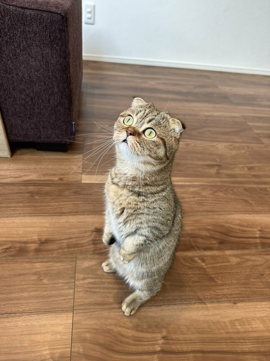 出所：@ponpokopontanu