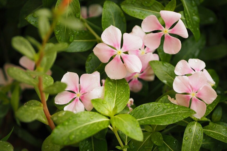 ニチニチソウ　　　art Photo/istockphoto.com