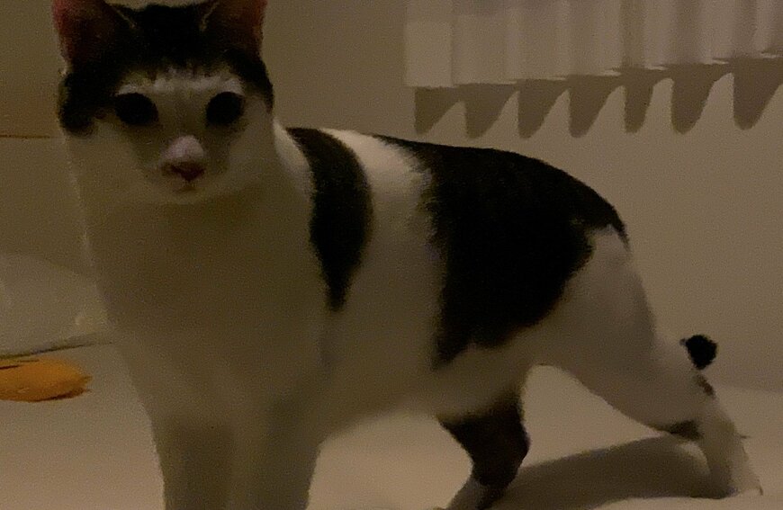 出所：@Saeroyi_cat