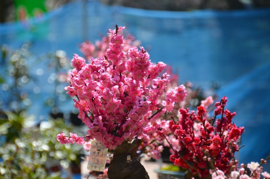 Rainbow Puma/shutterstock.com