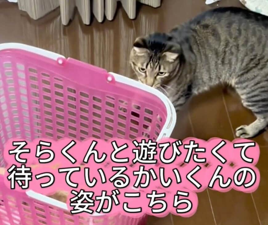 【切ない】同居猫と遊びたくて健気に待つ猫→“予想外の結末”に呆然としてしまう