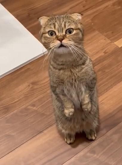 出所：@ponpokopontanu