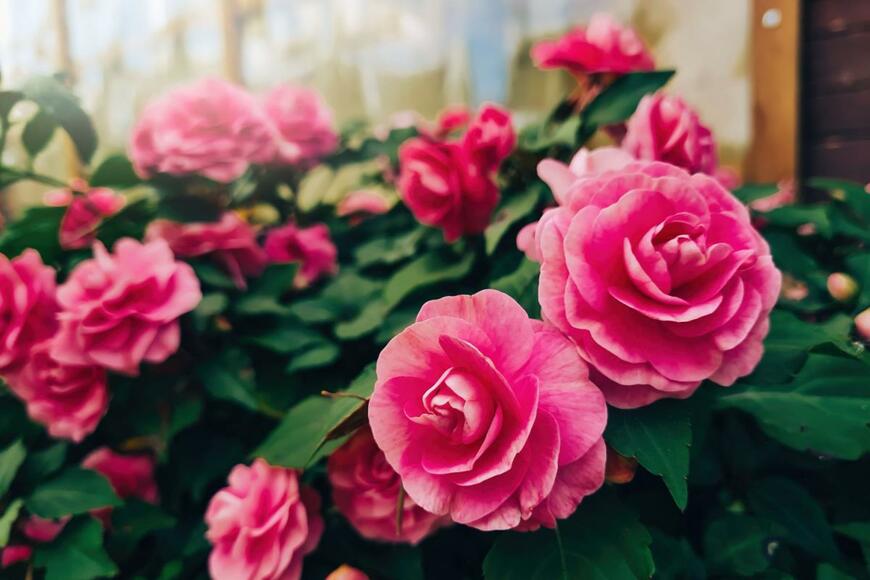 Pelagija/shutterstock.com