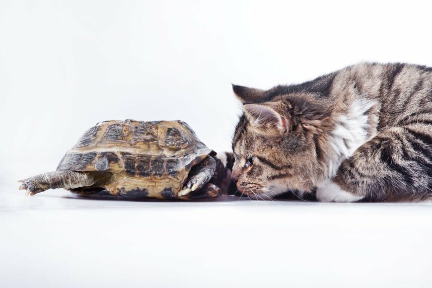 dezy/shutterstock.com