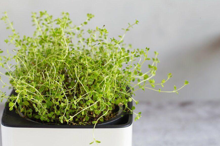 Nataliia Zhekova/Shutterstock.com