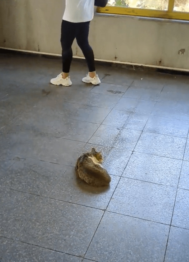 出所：@nekosanpoch