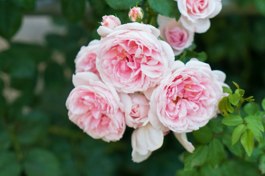 CGGuy/shutterstock.com