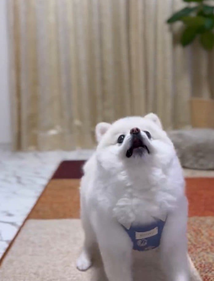 出所：@boku_ponchan