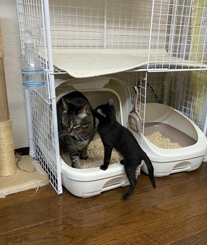 出所：@00shitemita