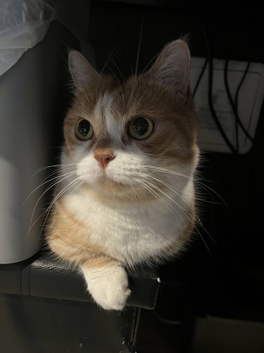 「見られてる」猫ちゃんがドアの隙間から…暗闇で飼い主にじっと視線を送る姿に笑ってしまう