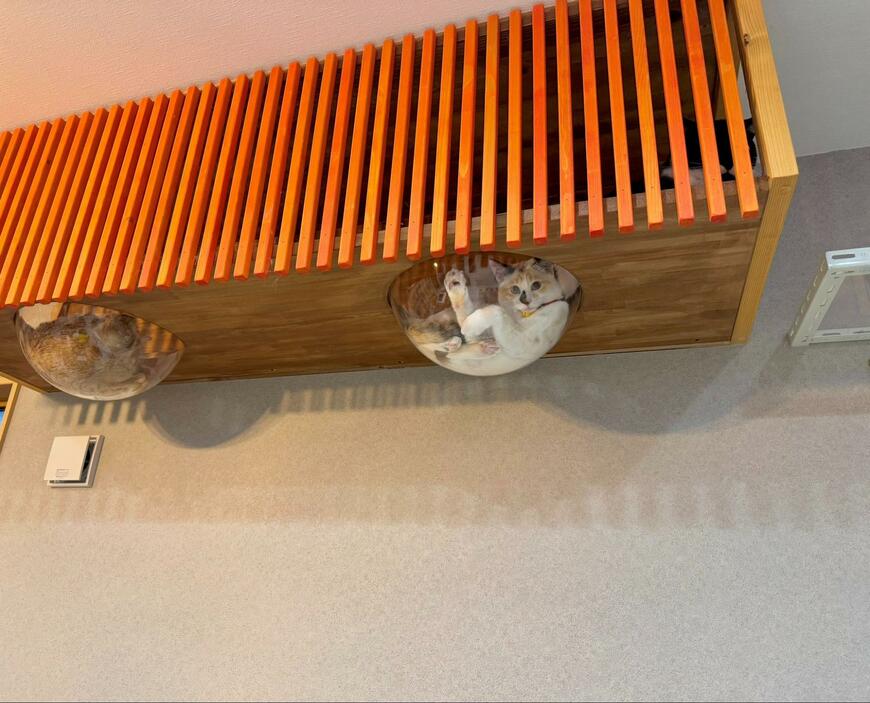 「マジで設置してよかった」スケスケボウル　猫の様子を覗くと…悶絶の光景に反響