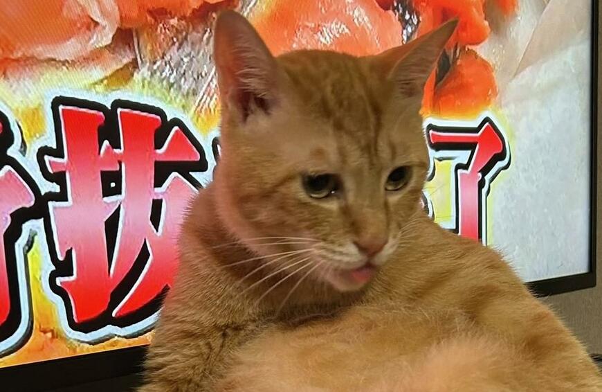 出所：@Beercat_Ana_Dar