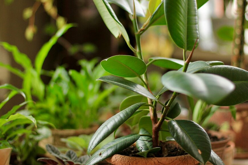 【大型の観葉植物】半日陰でも育つ！初心者も室内で育てやすいオススメ品種5選