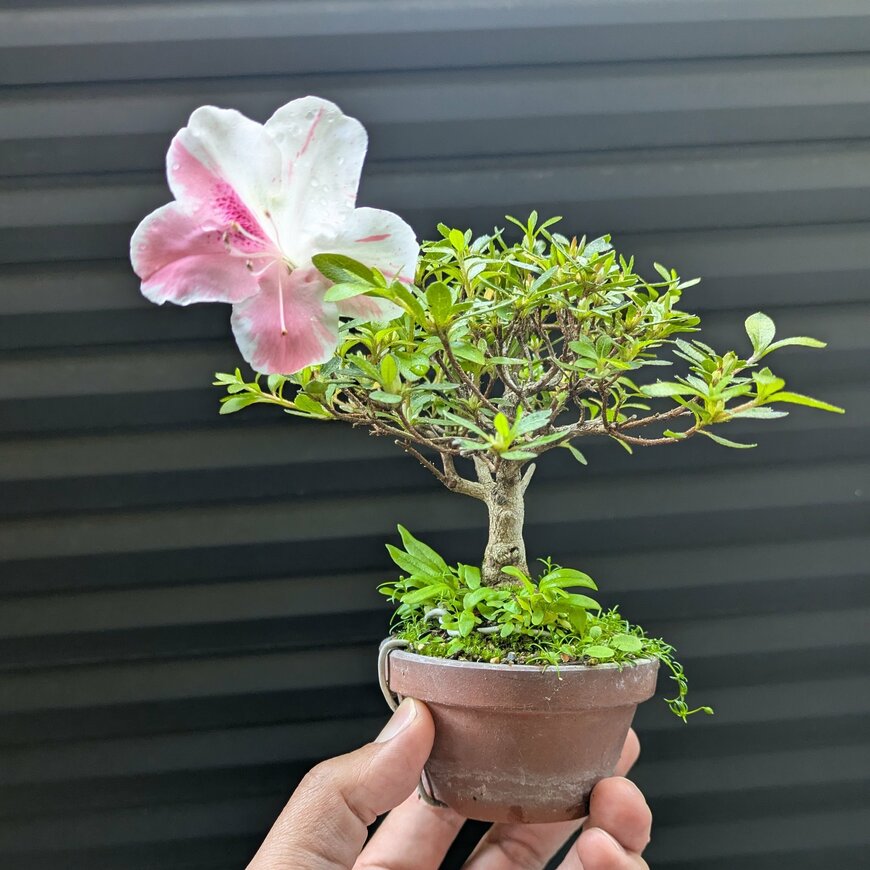 存在感がすごいですね！