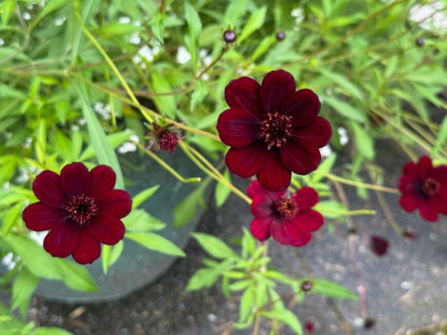 赤茶色の花を咲かせている、チョコレートコスモス
