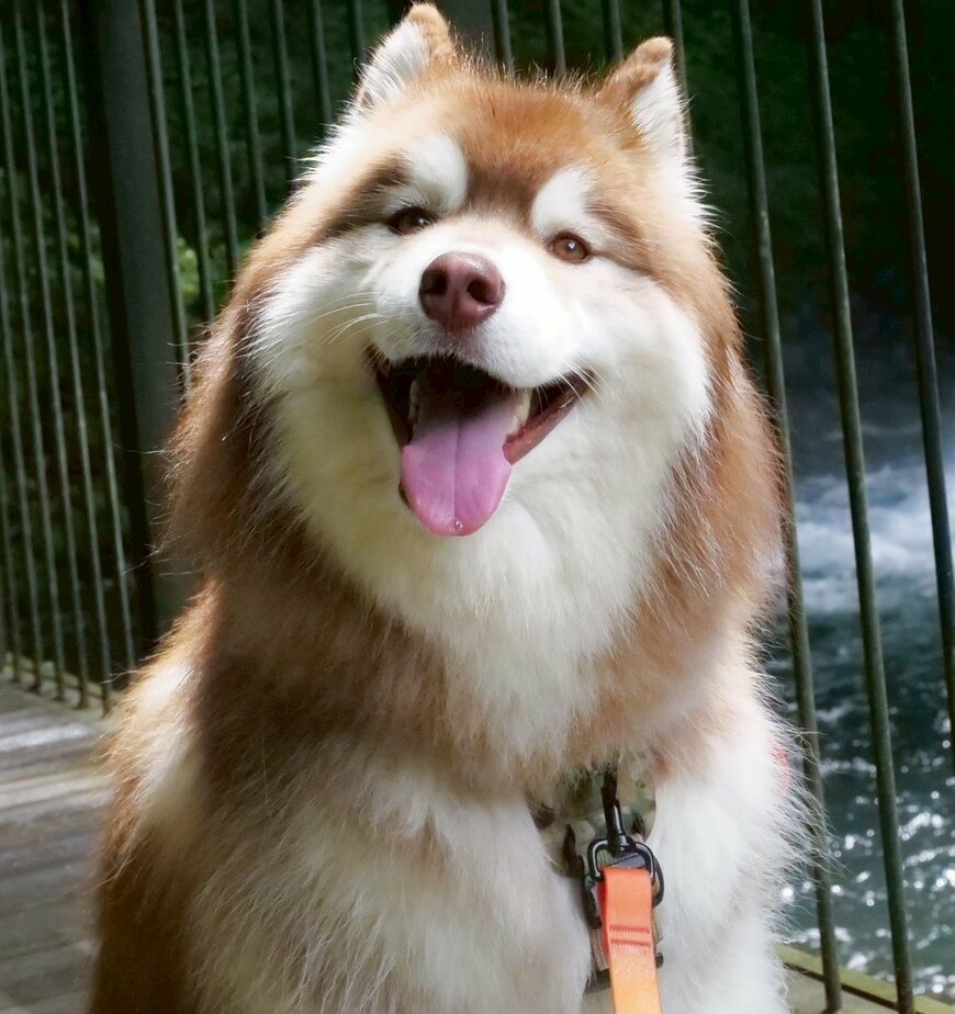 ふかふかな毛並みのワンちゃん