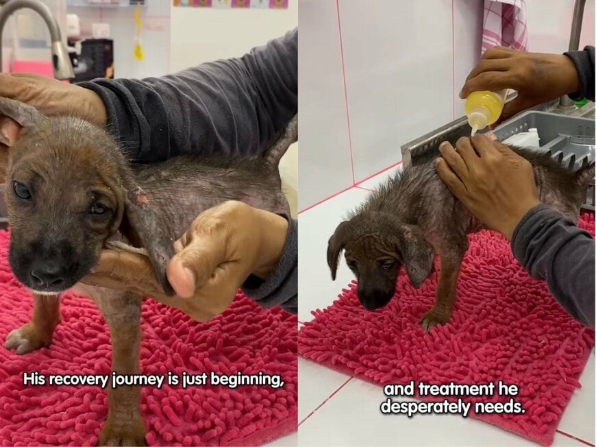 出所：<u><a href="https://www.instagram.com/p/DZkMn4pgux5/" target="_blank">@missionpawsible</a></u>