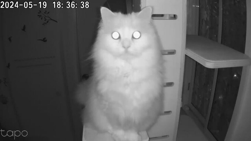 暗闇の猫