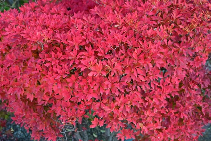 燃えるような紅葉が目を引く「ドウダンツツジ」