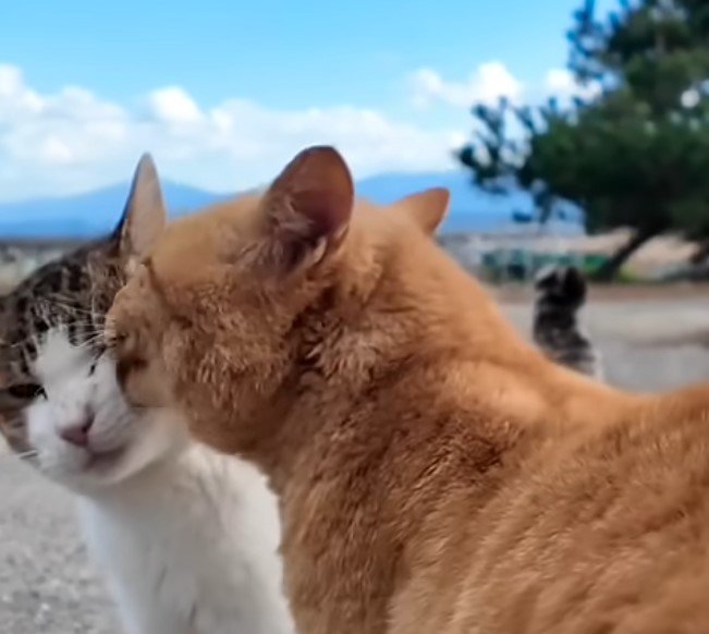 仲間に毛繕いする猫