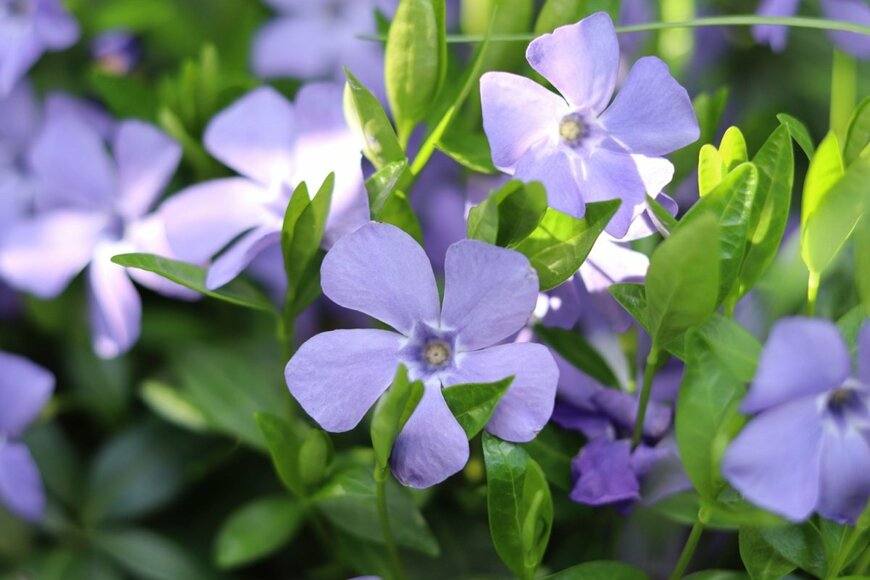 ツルニチニチソウの紫の花