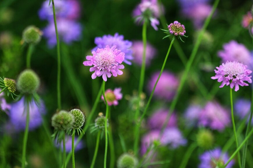 淡い紅紫色や青色の花を咲かせている、スカビオサ