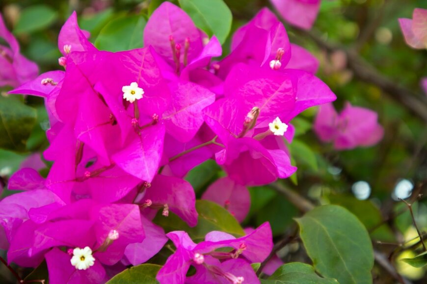 濃いピンク色の花を咲かせている、ブーゲンビレア