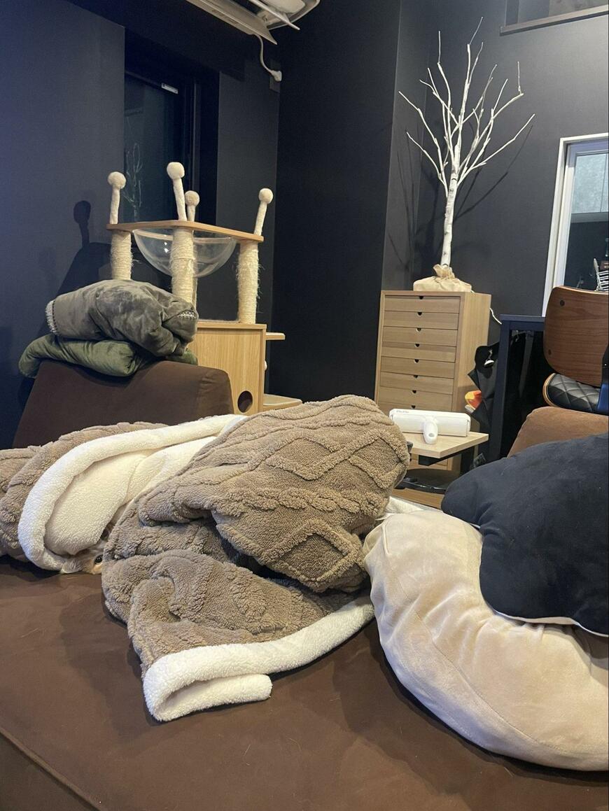 猫のかくれんぼ