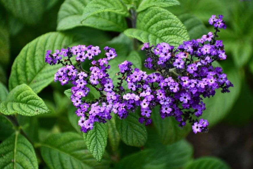 ヘリオトロープ