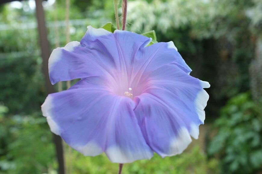 淡い青紫色の花を咲かせている、アサガオ