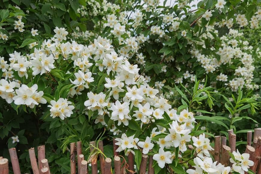 白いバイカウツギ