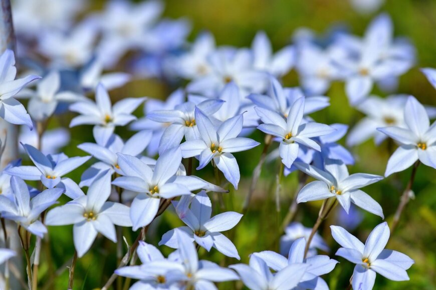 白いハナニラの花