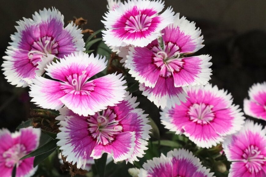 内側が濃いピンク、外側が白のナデシコの花